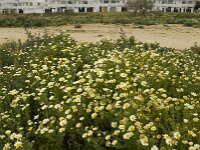 Glebionis coronaria 32, Gekroonde ganzenbloem, Saxifraga-Jan van der Straaten