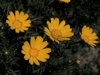 Glebionis coronaria 48, Gekroonde ganzenbloem, Saxifraga-Piet Zomerdijk