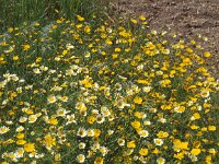 Glebionis coronaria 49, Gekroonde ganzenbloem, Saxifraga-Piet Zomerdijk