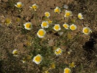 Glebionis coronaria 52, Gekroonde ganzenbloem, Saxifraga-Willem van Kruijsbergen