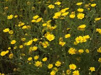 Glebionis coronaria 54, Gekroonde ganzenbloem, Saxifraga-Willem van Kruijsbergen