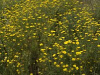 Glebionis coronaria 56, Gekroonde ganzenbloem, Saxifraga-Willem van Kruijsbergen