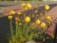 Glebionis coronaria 57, Gekroonde ganzenbloem, Saxifraga-Rutger Barendse