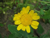 Glebionis coronaria 69, Gekroonde ganzenbloem, Saxifraga-Rutger Barendse