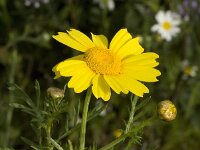 Glebionis coronaria 9, Gekroonde ganzenbloem, Saxifraga-Jan van der Straaten