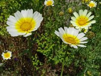 Glebionis coronaria var discolor 44, Gekroonde ganzenbloem, Saxifraga-Hans Grotenhuis