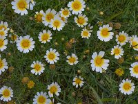 Glebionis coronaria var discolor 67, Saxifraga-Harry Jans