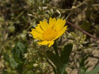 Glebionis segetum 24, Gele ganzenbloem, Saxifraga-Jan van der Straaten