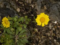 Glebionis segetum 28, Gele ganzenbloem, Saxifraga-Willem van Kruijsbergen