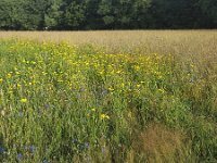 Corn flowers (Centaurea cyanus) and  Corn marigolds (Glebionis segetum) in field of rye  Corn flowers (Centaurea cyanus) and  Corn marigolds (Glebionis segetum) in field of rye : flower, flora, floral, nature, natural, growth, spring, springtime, beauty in nature, summer, summertime, petal, petals, outside, outdoor, nobody, no people, corn flower, corn daisy, Centaurea cyanus, Corn marigolds, Glebionis segetum, rye, yellow, blue, corn, grain, arable land, crop, colorful, flowery, plant, plants, vascular plant