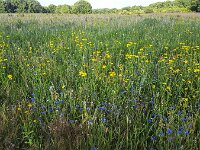 Corn flowers (Centaurea cyanus) and  Corn marigolds (Glebionis segetum) in field of rye  Corn flowers (Centaurea cyanus) and  Corn marigolds (Glebionis segetum) in field of rye : flower, flora, floral, nature, natural, growth, spring, springtime, beauty in nature, summer, summertime, petal, petals, outside, outdoor, nobody, no people, corn flower, corn daisy, Centaurea cyanus, Corn marigolds, Glebionis segetum, rye, yellow, blue, corn, grain, arable land, crop, colorful, flowery, plant, plants, vascular plant