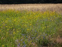 Corn flowers (Centaurea cyanus) and  Corn marigolds (Glebionis segetum) in field of rye  Corn flowers (Centaurea cyanus) and  Corn marigolds (Glebionis segetum) in field of rye : flower, flora, floral, nature, natural, growth, spring, springtime, beauty in nature, summer, summertime, petal, petals, outside, outdoor, nobody, no people, corn flower, corn daisy, Centaurea cyanus, Corn marigolds, Glebionis segetum, rye, yellow, blue, corn, grain, arable land, crop, colorful, flowery, plant, plants, vascular plant
