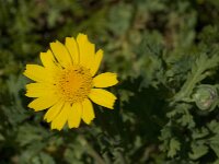 Glebionis segetum 4, Gele ganzenbloem, Saxifraga-Jan van der Straaten