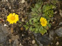Glebionis segetum 7, Gele ganzenbloem, Saxifraga-Jan van der Straaten