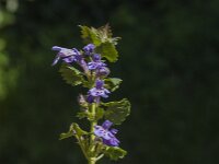 Glechoma hederacea 39, Hondsdraf, Saxifraga-Jan van der Straaten