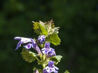 Glechoma hederacea 40, Hondsdraf, Saxifraga-Jan van der Straaten