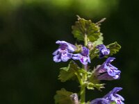Glechoma hederacea 41, Hondsdraf, Saxifraga-Jan van der Straaten