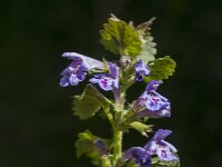 Glechoma hederacea 42, Hondsdraf, Saxifraga-Jan van der Straaten