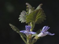 Glechoma hederacea ssp hederacea 4, Hondsdraf, Saxifraga-Jan van der Straaten