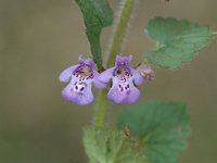 Glechoma hederacea ssp hederacea 5, Hondsdraf, Saxifraga-Jan van der Straaten