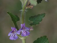 Glechoma hederacea ssp hederacea 7, Hondsdraf, Saxifraga-Jan van der Straaten