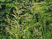 Flowering Great manna grass (Glyceria maxima)  Flowering Great manna grass (Glyceria maxima) : great manna grass, reed mannagras, , reed sweet-grass, greater sweet-grass, grass, stem, stems, ears, ear, blade, blades, green, flower, flowers, flowering, in flower, petal, petals, bloom, blooming, in bloom, growth, color, beautiful, beauty, beauty in nature, plant, plants, botany, vascular plant, flora, floral, nature, natural, wild, wildflower, stamen, stamens, pistil, outside, outdoor, outdoors, no people, nobody, summer, summertime, rural