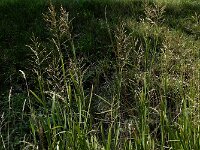 Glyceria maxima 18, Liesgras, Saxifraga-Ed Stikvoort : A900
