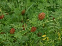 Glycyrrhiza echinata 2, Saxifraga-Dirk Hilbers