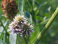 Glycyrrhiza echinata 3, Saxifraga-Jasenka Topic