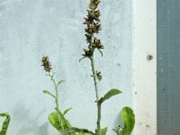 Gnaphalium coarctatum 10, Zilverdroogbloem, Saxifraga-Ed Stikvoort : droogbloemen Breda