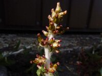 Gnaphalium coarctatum 4, Zilverdroogbloem, Saxifraga-Ed Stikvoort