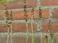 Gnaphalium coarctatum 5, Zilverdroogbloem, Saxifraga-Ed Stikvoort : droogbloemen Breda