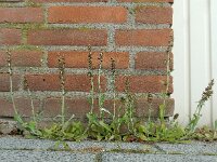 Gnaphalium coarctatum 6, Zilverdroogbloem, Saxifraga-Ed Stikvoort : droogbloemen Breda