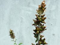 Gnaphalium coarctatum 9, Zilverdroogbloem, Saxifraga-Ed Stikvoort : droogbloemen Breda