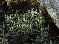 Gnaphalium supinum, Alpine Arctic Cudweed