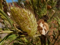 Gomphocarpus fruticosus 3, Saxifraga-Peter Meininger
