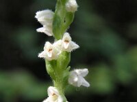 Goodyera repens, Creeping Ladys-stresses