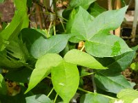 Gossypium barbadense 1, Saxifraga-Rutger Barendse