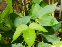 Gossypium barbadense