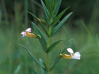 Gratiola officinalis 1, Genadekruid, Saxifraga-Jan van der Straaten