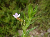Gratiola officinalis 2, Genadekruid, Saxifraga-Jasenka Topic