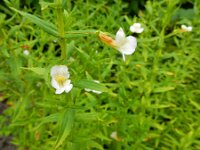 Gratiola officinalis 24, Genadekruid, Saxifraga-Ed Stikvoort