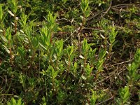 Gratiola officinalis 5, Genadekruid, Saxifraga-Hans Boll
