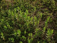 Gratiola officinalis 6, Genadekruid, Saxifraga-Hans Boll