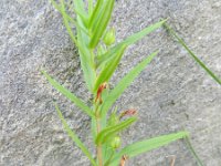 Gratiola officinalis 7, Genadekruid, Saxifraga-Rutger Barendse