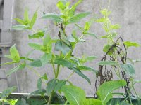 Guizotia abyssinica 10, Gingellikruid, Saxifraga-Rutger Barendse