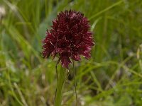 Gymnadenia cenisia 1, Saxifraga-Willem van Kruijsbergen