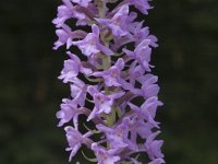 Gymnadenia conopsea, Fragrant Orchid