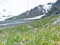 Gymnadenia nigra 1, Saxifraga-Jeroen Willemsen