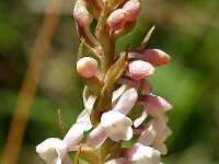 Gymnadenia odoratissima 1, Welriekende muggenorchis, Saxifraga-Hans Dekker